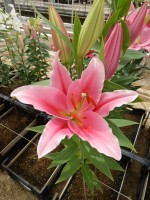 [4490 PO78 LUN 3452 No02.JPG]